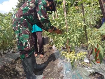 Anggota Satgas TMMD Bojonegoro Membantu Mengikat Tanaman Tomat Di Desa Jatimulyo